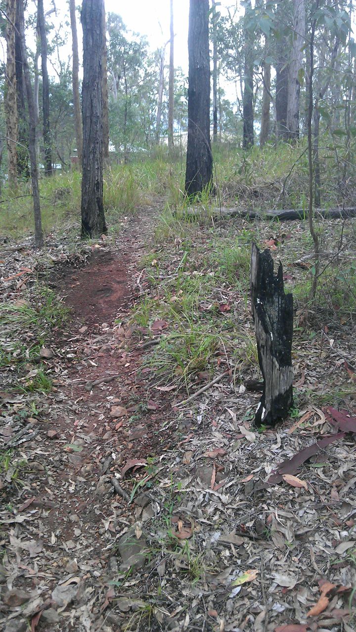 Upper Stump Before